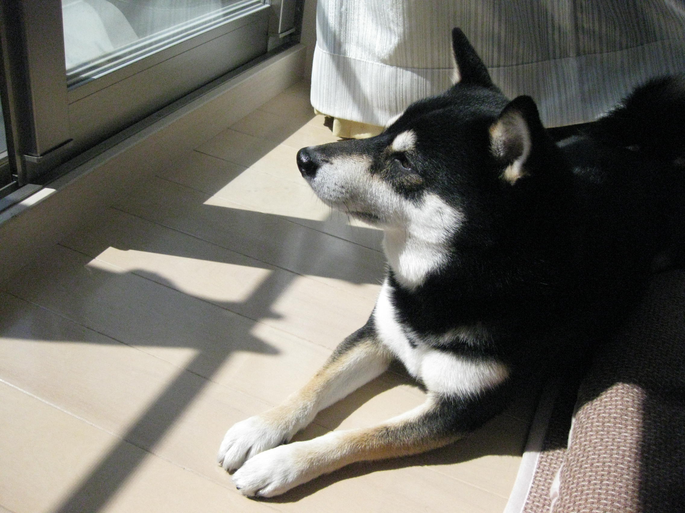 日向ぼっこ黒犬 一豆庵風流記 黒豆柴の慶次